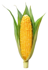 Obraz premium PNG Corn background isolated white.