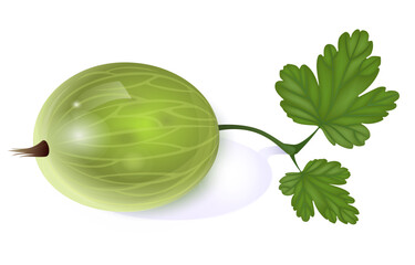 Beautiful translucent green gooseberry
 on white background with leaf