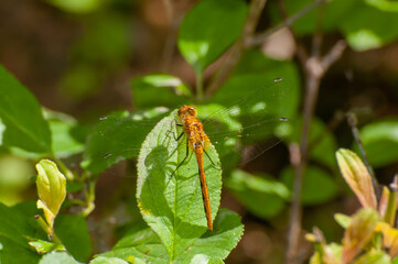 Meadowhawk dragonfly. Sympetrum species.