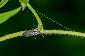 Black Firefly crawling on plant stem