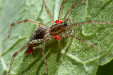 Close up of a Grass spider with parasitic mites. It is also a Funnel Weaver spider.