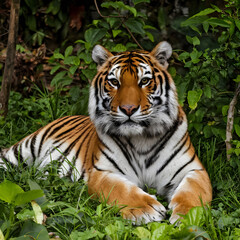 Obraz premium illustration portrait of a tiger with green foliage