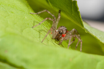 Close up of a Grass spider with parasitic mites. It is also a Funnel Weaver spider.
