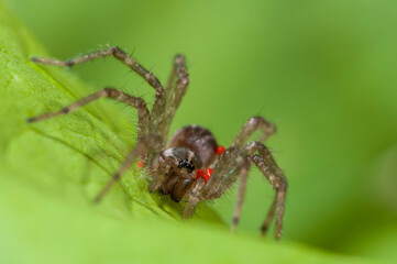 Close up of a Grass spider with parasitic mites. It is also a Funnel Weaver spider.