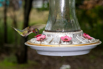 Obraz premium Male Ruby-throated Hummingbird feeding in flight from a bird feeder.