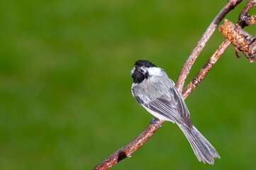 Obraz premium Black-capped Chickadee on branch with beautiful green background