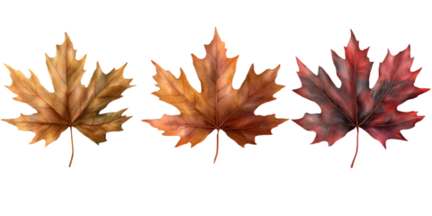Three autumn maple leaves in different shades of red, orange and brown.