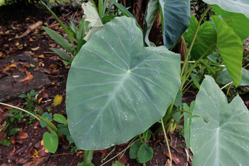 Colocasia Esculenta L., Daun Talas, Daun Keladi, Daun Hijau