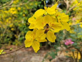 Close up of a bee is collecting nectar from a vibrant yellow apricot blossom, surrounded by fresh green leaves in a natural setting.