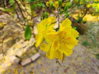 Close-up of vibrant yellow apricot blossoms in full bloom, symbolizing spring and the Lunar New Year, set against a blurred garden background in Vietnam.