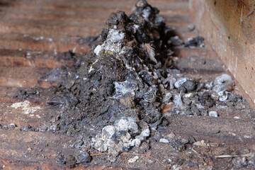 chicken droppings in the coop