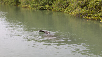 Fototapeta premium Manatee