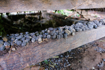 Goat manure can be used as good quality fertilizer