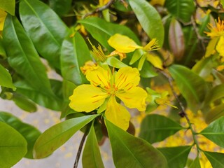 Close-up of vibrant yellow apricot blossoms in full bloom, symbolizing spring and the Lunar New Year, set against a blurred garden background in Vietnam.