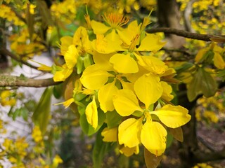 Obraz premium Close-up of vibrant yellow apricot blossoms in full bloom, symbolizing spring and the Lunar New Year, set against a blurred garden background in Vietnam.