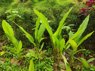 Obraz premium Turmeric leaves or Curcuma longa Linn with wide leaves, one of the medicinal plants and immune enhancer