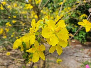Close-up of vibrant yellow apricot blossoms in full bloom, symbolizing spring and the Lunar New Year, set against a blurred garden background in Vietnam.