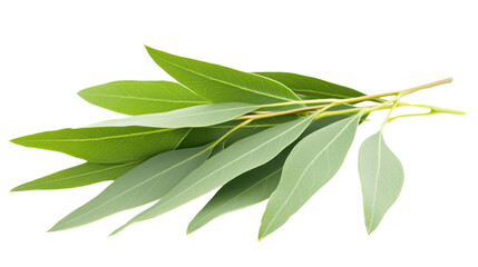Fototapeta premium fresh green leaves isolated on white background