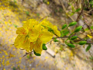 Close-up of vibrant yellow apricot blossoms in full bloom, symbolizing spring and the Lunar New Year, set against a blurred garden background in Vietnam.