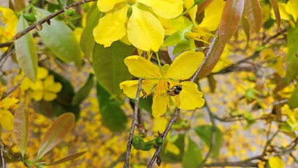 Close up of a bee is collecting nectar from a vibrant yellow apricot blossom, surrounded by fresh green leaves in a natural setting.