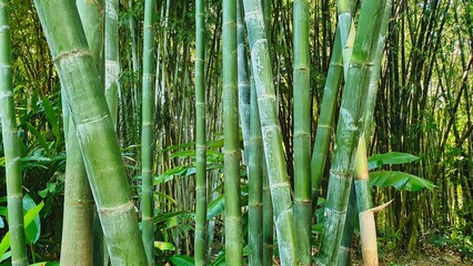 Fototapeta premium long green bamboo plants