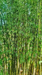 Fototapeta premium long tall green bamboo plants