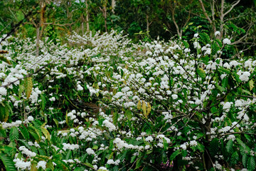 The beauty of coffee flower, coffee flower blooming.