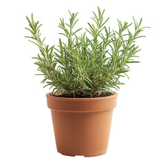 A Healthy Potted Rosemary Plant with Green Needles Isolated on Transparent Background