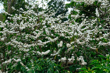 The beauty of coffee flower, coffee flower blooming.