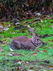 A lone Brush Rabbit seeking out a snack in between rain storms