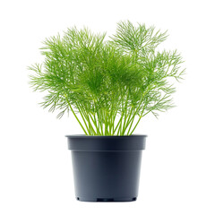 A Small Potted Plant of Dill with Feathery Green Leaves Isolated on Transparent Background