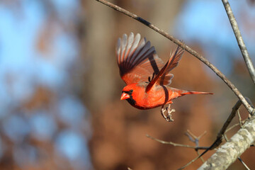 Norther male cardinal red bird in flight against blue sky, blurry background. 