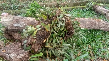 Leather leaf fern attached to a tree on the ground
