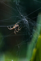 araña en su telaraña