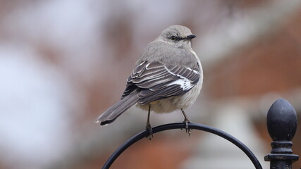 Mockingbird perched against blurry background. 