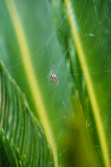 araña en su telaraña