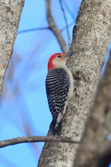 Red bellied woodpecker perched on tree against blue sky, blurry background. 