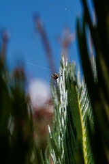 ara&ntilde;a en su telara&ntilde;a