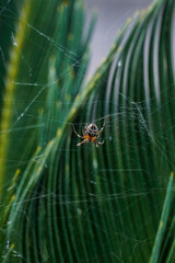 ara&ntilde;a en su telara&ntilde;a