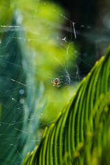 ara&ntilde;a en su telara&ntilde;a