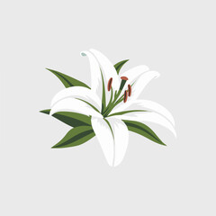 A Flat-Style lily flower on a Plain White Background