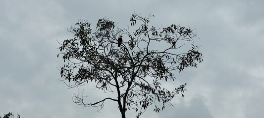 Naturaleza vigilante