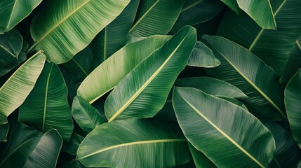 Obraz premium Exploring tropical foliage patterns lush green environments nature photography dense forests close-up views vibrant leaf designs