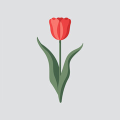 A Flat-Style tulip flower on a Plain White Background