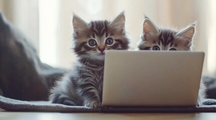 Playful kittens on a blank laptop home office digital content cozy environment adorable viewpoint feline curiosity