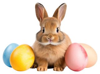 PNG Rodent mammal animal easter.