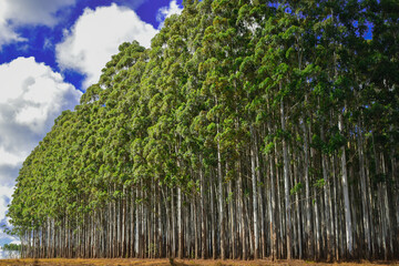 Natural Forest Plantation Trees Wood