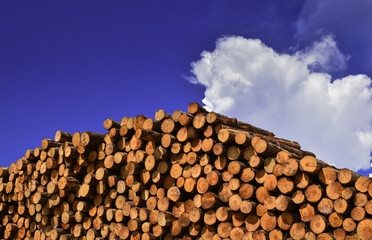 Wood Pile Timber Harvesting 
