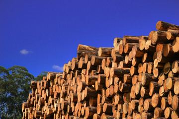 Wood Pile Timber Harvesting 