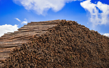 Wood Pile Timber Harvesting 